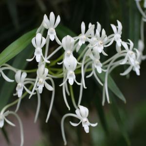 利休梅 リキュウバイ 株立ち 約1.7m 白花 圧巻の花 お買い得なお任せ