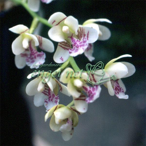 山野草の苗 ナゴラン2.5〜3号ポット