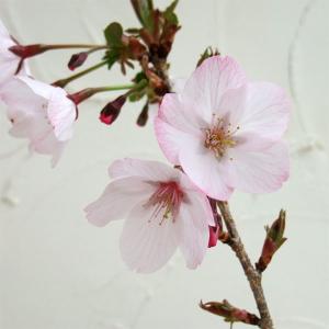 山野草の苗 フジザクラ(富士桜) 御殿場桜3号ポットの商品画像
