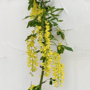 キングサリ（ボッシー） 15cmポット苗木（ 黄花藤 ） : 花と緑の専門店