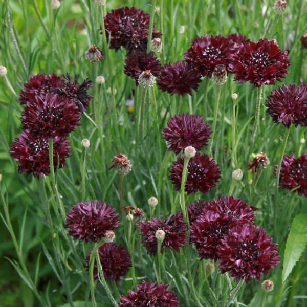 草花の苗 セントーレア（矢車菊） ブラックボール3-3.5号ポット