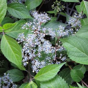 紫陽花 苗 小さい 花の苗 の商品一覧 苗 花 ガーデニング 通販 Yahoo ショッピング