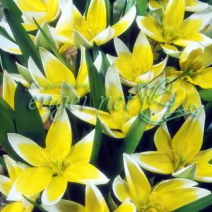 原種系チューリップ タルダ2球植え3号ポット