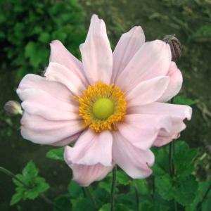 草花の苗 シュウメイギク（秋明菊） 桃花八重3号ポット