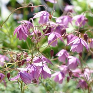山野草の苗 風鈴オダマキ 紫花2.5〜3号ポット