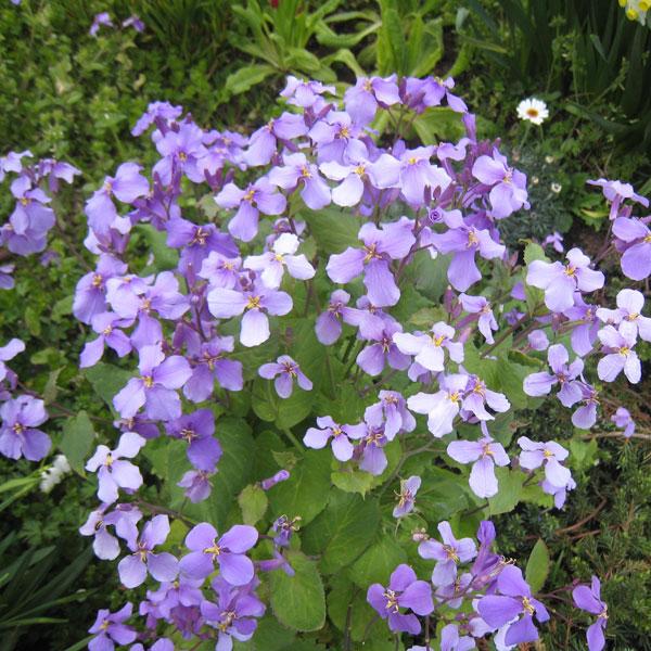 草花の苗 ムラサキハナナ（紫花菜）3号ポット