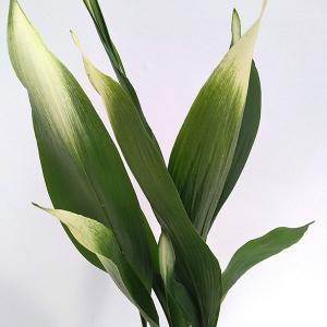 アルピニア バリエガータ（黄斑月桃 キフゲットウ） Alpinia zerumbet