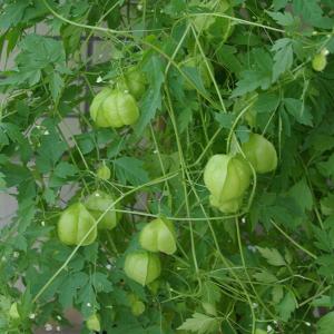 草花の苗 風船かずら(ふうせんかずら)3〜3.5号ポット