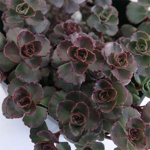 観葉植物 セダム ドラゴンズブラッド3号ポット : 園芸ネット - 通販