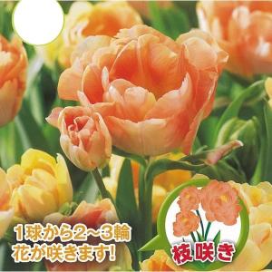 球根 26年10月中下旬予約 チューリップ チャーミングビューティ3球入り