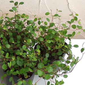 草花の苗 ワイヤープランツ3号ポット2株セット