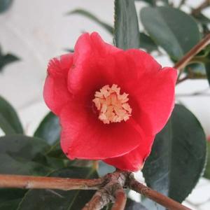 花木 庭木の苗 侘助ツバキ（椿） 一子侘助4〜4.5号ポット