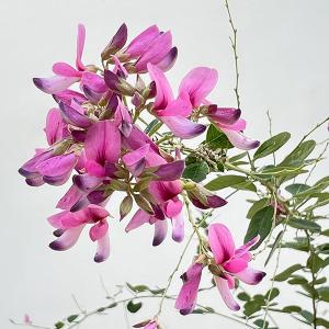 ハケア ラウリナ(ピンクッション) 花木苗 4.5号/1個売り オージー