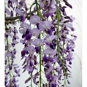 藤（フジ）「黒龍藤」の苗木 : 植物・園芸専門店 花育通販Yahoo!店