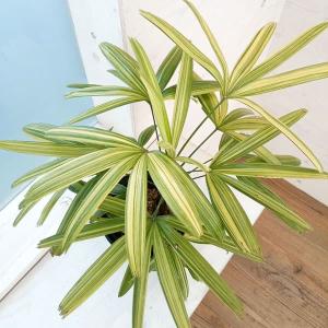 観葉植物 SOUJU（創樹）ブランド：オリーブの木*4号 セントキャサリン