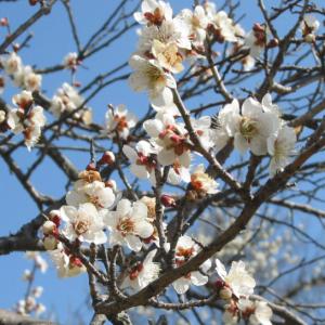 梅 『 露茜 （ツユアカネ） 』 接木苗 : 花と緑の専門店 土っ子倶楽部