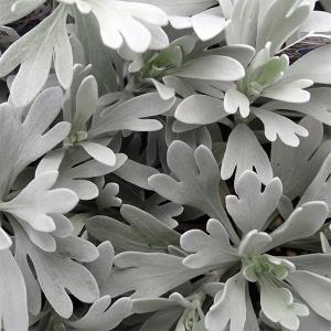 シルバーリーフ 低木 常緑の商品一覧 通販 Yahoo ショッピング