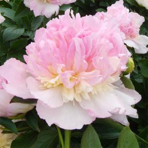 花 シャクヤク 苗 花の苗 の商品一覧 苗 花 ガーデニング 通販 Yahoo ショッピング