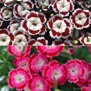 四季咲きナデシコ 花の苗 の商品一覧 苗 花 ガーデニング 通販 Yahoo ショッピング