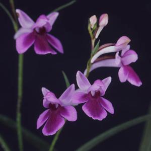 球根 ウチョウラン 紅系 2球入り