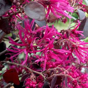 ミモザアカシア 約1.5m 特大植木苗木 ギンヨウアカシア 銀葉アカシア