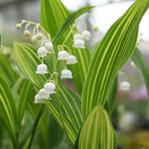 山野草 日本スズラン すずらん 1芽入りポット苗 : やまおか碧山苑