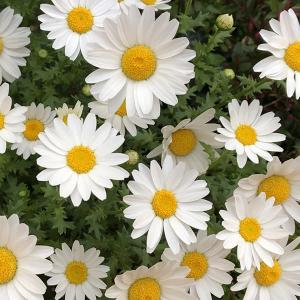 草花の苗 クリサンセマム ノースポール3号ポット