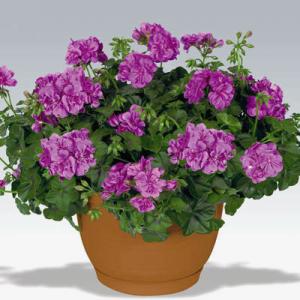 草花アイビーゼラニウム 花 ガーデニング の商品一覧 通販 Yahoo ショッピング