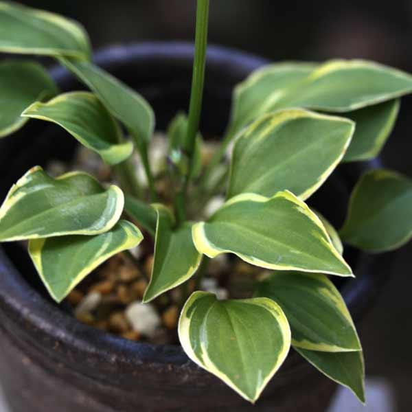 草花の苗 小葉ギボウシ 金牡丹2.5号ポット
