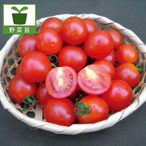 野菜の苗 トマト（ミニ） 天使のトマト(R)ミニ自根苗3号ポット