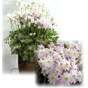 和三盆 サトウキビ （ 竹糖 ） 10.5cmポット苗 : 花と緑の専門店 土っ