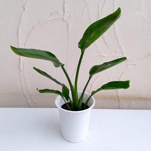観葉植物 ストレリチア オーガスタ4号鉢入り
