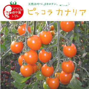 野菜の苗/トマト（ミニ・カラフル）：ピッコラカナリア3号ポットの商品画像