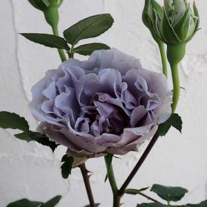 薔薇 ラピスラズリ（ロサ・オリエンティス）四季咲き : 日本ライン花木