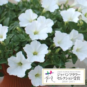 草花の苗/ランドスケープペチュニア：おゆきちゃん3.5号ポット｜engei