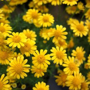 春から秋まで咲く 花 苗 の商品一覧 花 ガーデニング 通販 Yahoo ショッピング