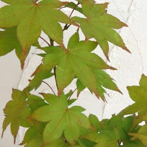 モミジ 五月紅 5号ロングポット : 苗木部 花ひろばオンライン - 通販