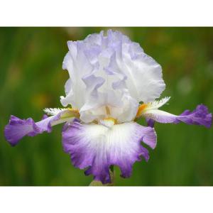 ジャーマンアイリス 株分け苗 コンジュレーション 1株 / ジャーマン