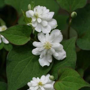 山野草の苗 ドクダミ 八重咲きドクダミ3号ポット