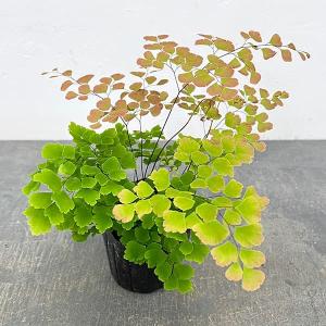 観葉植物 アジアンタム スクータムロゼウム 3号ポット