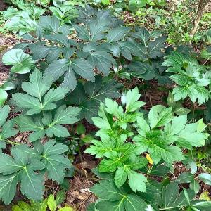 ミラクルフルーツ 苗木 花芽付き 8号鉢 大株 : フラワーハウス・シモン