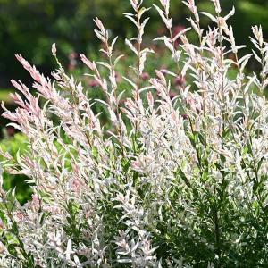 ハクロニシキ（白露錦）苗 樹高60cm前後（送料別） : 花の郷 滝谷