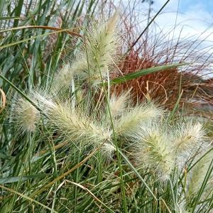 山野草・高山植物の苗 日本熊谷草（クマガイソウ） : 植物・園芸専門店