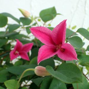 母の日 Mother's Day 胡蝶蘭【マザーチーク】5号鉢 2本立ち 陶器鉢