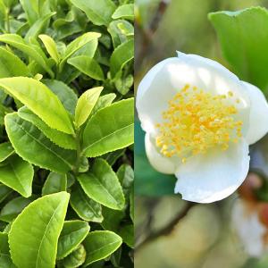 花木 庭木の苗 チャ(お茶の木) やぶきた茶4〜...の商品画像