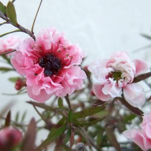 花木 庭木の苗 ギョリュウバイ 濃桃八重3号ポット