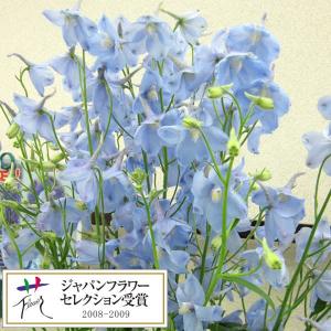 草花の苗 26年9月中下旬予約 デルフィニウム アクティア3.5号ポット