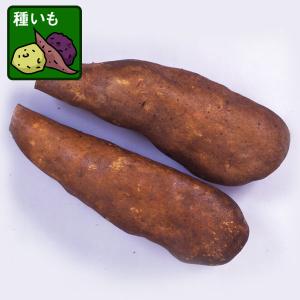 野菜の苗 長芋（ながいも）の種芋 げんこつ次郎2球入り