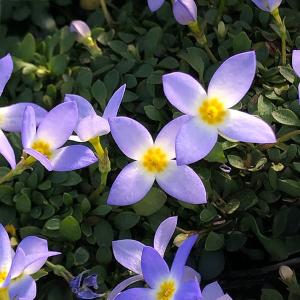 山野草の苗 ヒナソウ(雛草） 淡青花2.5〜3号ポット1株