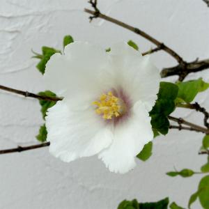 バイカウツギの商品一覧 通販 Yahoo ショッピング